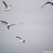 Northern Gannet (Morus bassanus) record shot between gulls