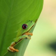 Red-eyed Tree Frog (Agalychnis callidryas) hanging out