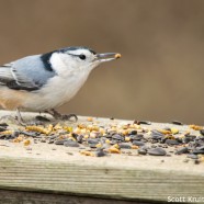 White-breasted Nuthatch Posing