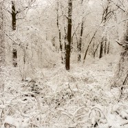 Snowy Forest and Landscape