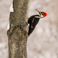 Pileated Woodpecker Visit