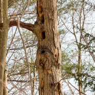Pileated Woodpecker Signs
