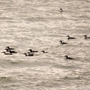 Common Loons (Gavia immer)