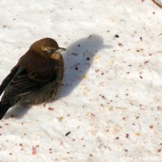 Rusty Blackbird Blitz Continues