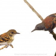 Spotted Antbirds (Hylophylax naevioides)