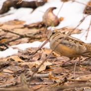 American Woodcock in March Snow