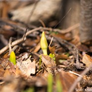 Daffodil Buds