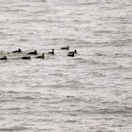Spiffy Surf Scoters