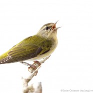 Tennessee Warbler (Oreothlypis peregrina)