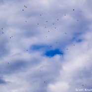 Blue Jay Migratory Flock