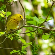 Male Yellow Warbler