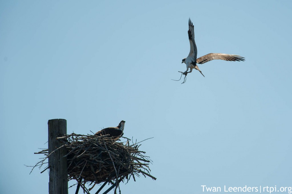 osprey nest building