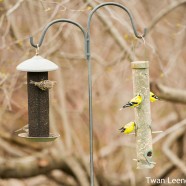 Pine Siskin & American Goldfinch