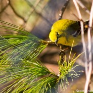 Pine Warbler