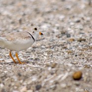Piping Plovers in the Sand