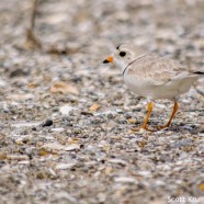 Volunteers Needed for Shorebird Monitoring 2016