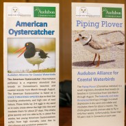 Shorebird Brochures