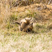 Red Fox Wrestling!