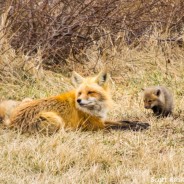 Red Fox Family