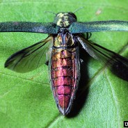 Emerald Ash Borer Awareness Week