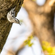 Black-and-white Warbler