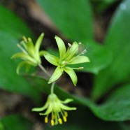 Bluebead Lily (Clintonia borealis)