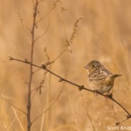 Grasshopper Sparrow