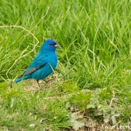 Indigo Bunting