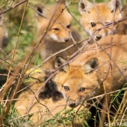 Red Fox Kits Growing