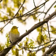 Yellow-throated Vireo