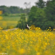 Buttercups and Bobolinks