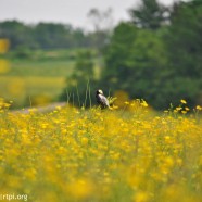 Buttercups and Bobolinks