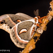 Giant Silk Moths