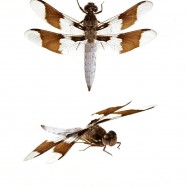 Common Whitetail