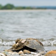 Horseshoe Crabs