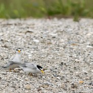 Least Terns