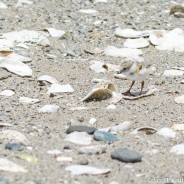 Volunteers Needed! Shorebird Monitoring 2016