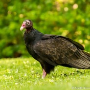 Turkey Vulture