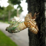 Cicada Season