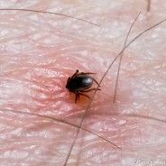 Lyme Disease