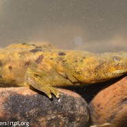 Speaker Series Event – The Hellbender:  New York’s Living Fossil with Robin Foster