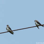Juvenile Tree Swallows
