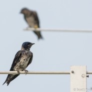 Purple Martins