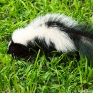 Skunk Showdown