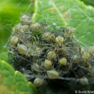 Baby Spiders