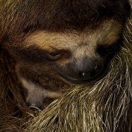 Brown-throated Three-toed-sloth (Bradypus variegatus)
