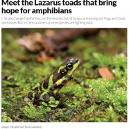 Limosa Harlequin Toad (Atelopus limosus) & RTPI in New Scientist