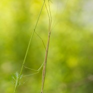 Blatchley Walkingstick (Manomera blatchleyi)