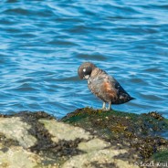 Harlequin Duck