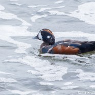 Drake Harlequin Duck Swimming